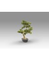 BANKAN - BONSAI 75CM